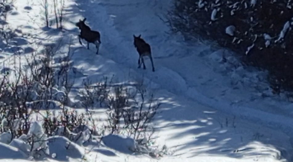 В саратовском охотугодье с помощью шума подсчитали лосей и косуль